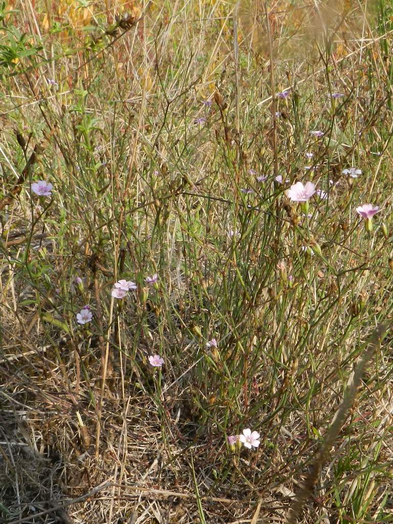 Petrorhagia saxifraga